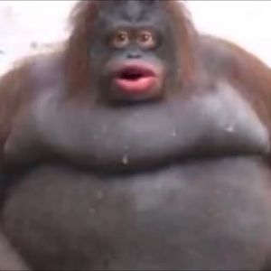 Meet your Posher, Ricky